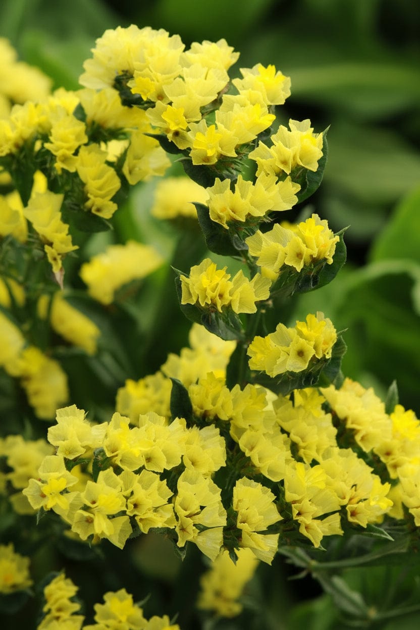 QIS Yellow – Risp i varmt guldfärgade toner Blomfröer Palettparadiset