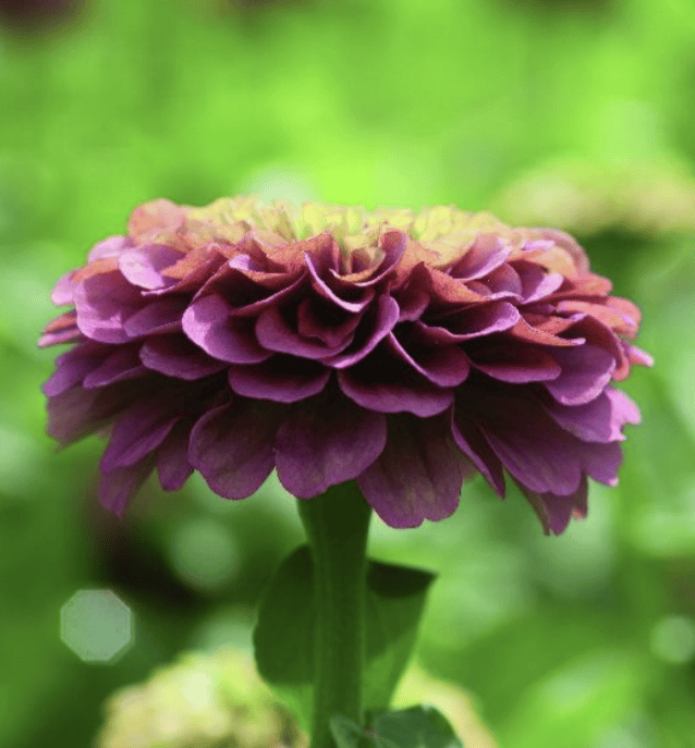 Queen Red Lime - Zinnia Palettparadiset