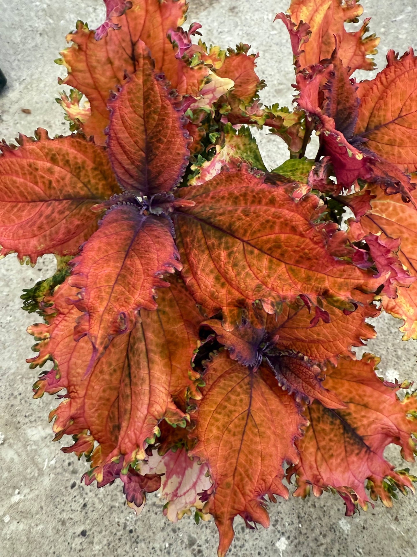Queenie – palettblad med orange pampigt bladverk