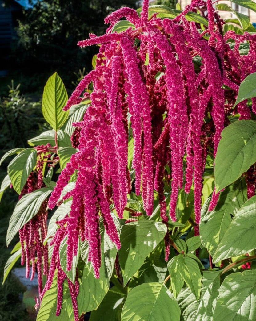 Rävsvans ‘Love Lies Bleeding’ – dramatisk röd amarant Blomfröer Palettparadiset