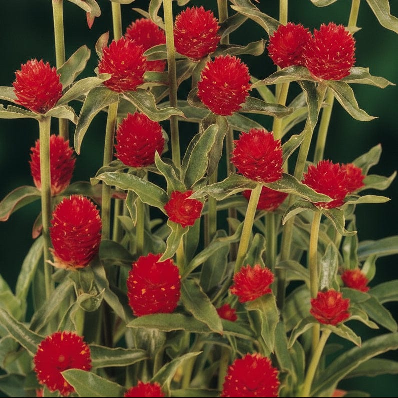 Red Globe – Röd klotamarant (Gomphrena) för bukett & torkning Palettparadiset