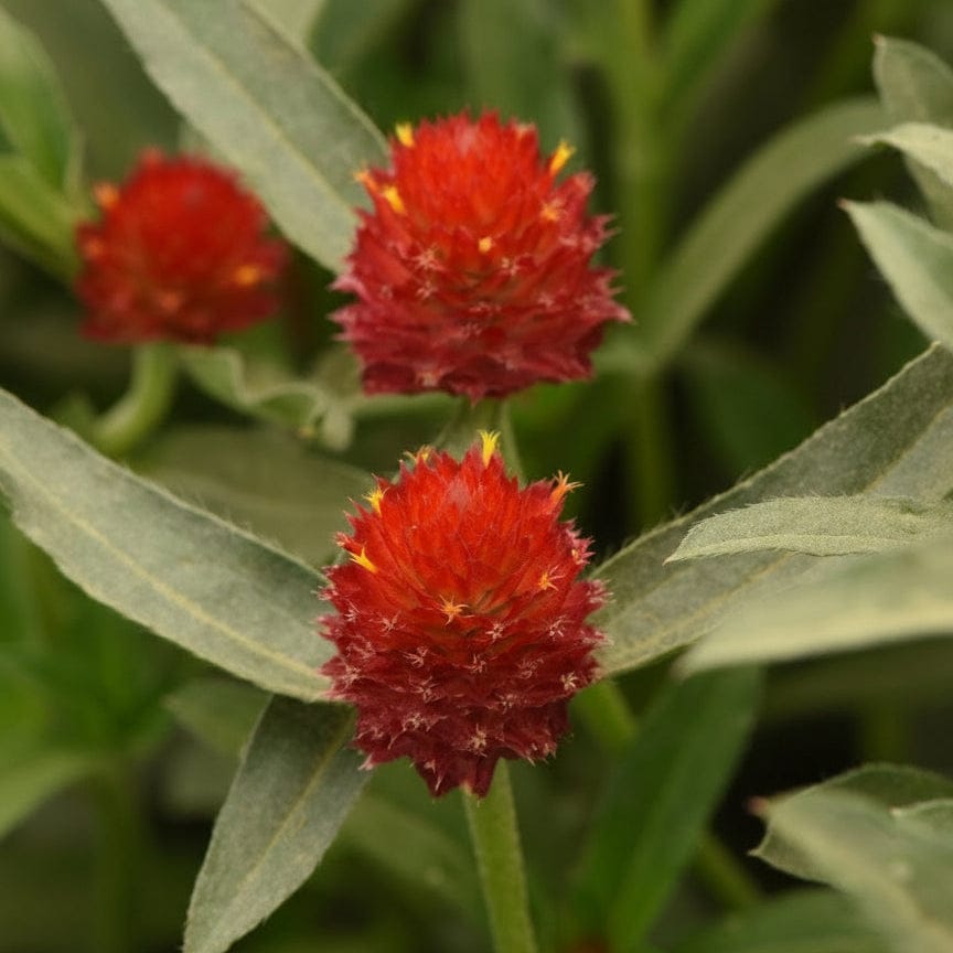 Red Globe – Röd klotamarant (Gomphrena) för bukett & torkning Palettparadiset