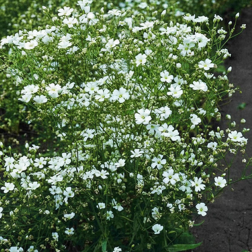 Rijnsburg Glory – skir vit brudslöja för sommarbuketter Blomfröer Palettparadiset
