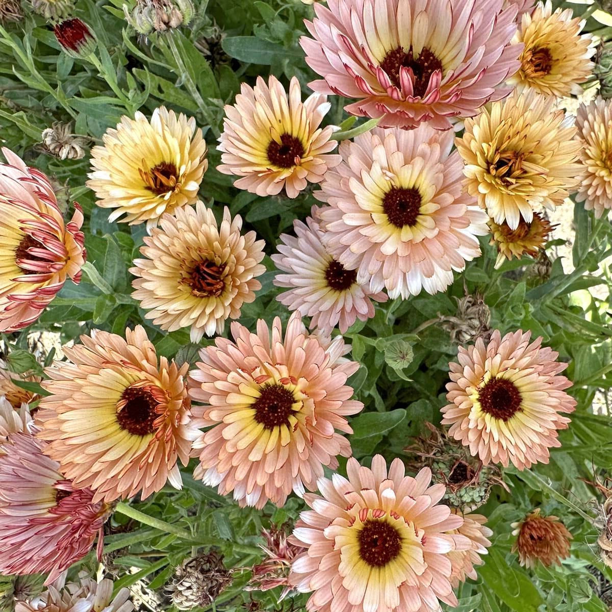 Klarorange ringblomma med tätt lagda kronblad och mörkare mitt