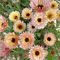 Ringblomma ‘Orange Flash’ – klar orange ringblomma