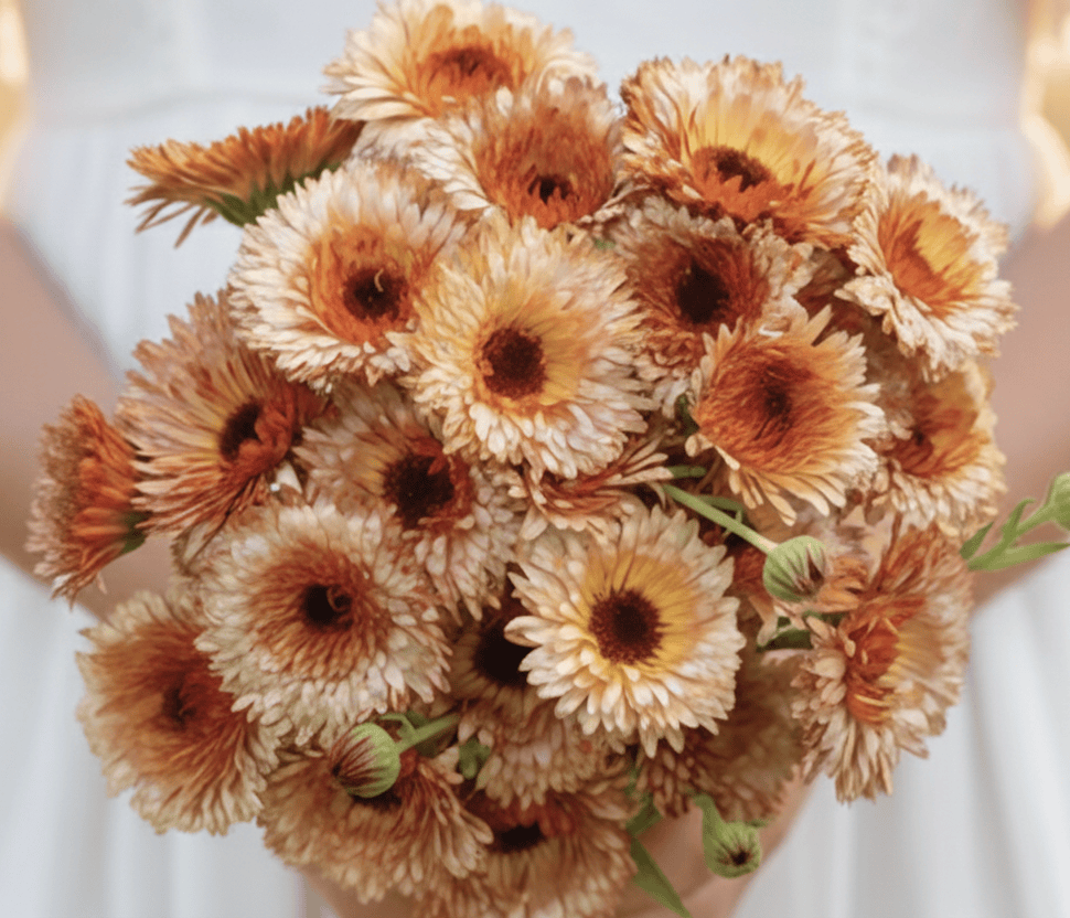 Ringblomma ‘Pink Surprise’ – romantisk ringblomma i puderrosa Palettparadiset