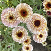 Ringblomma ‘Pygmy Buff’ – aprikosfärgad ringblomma