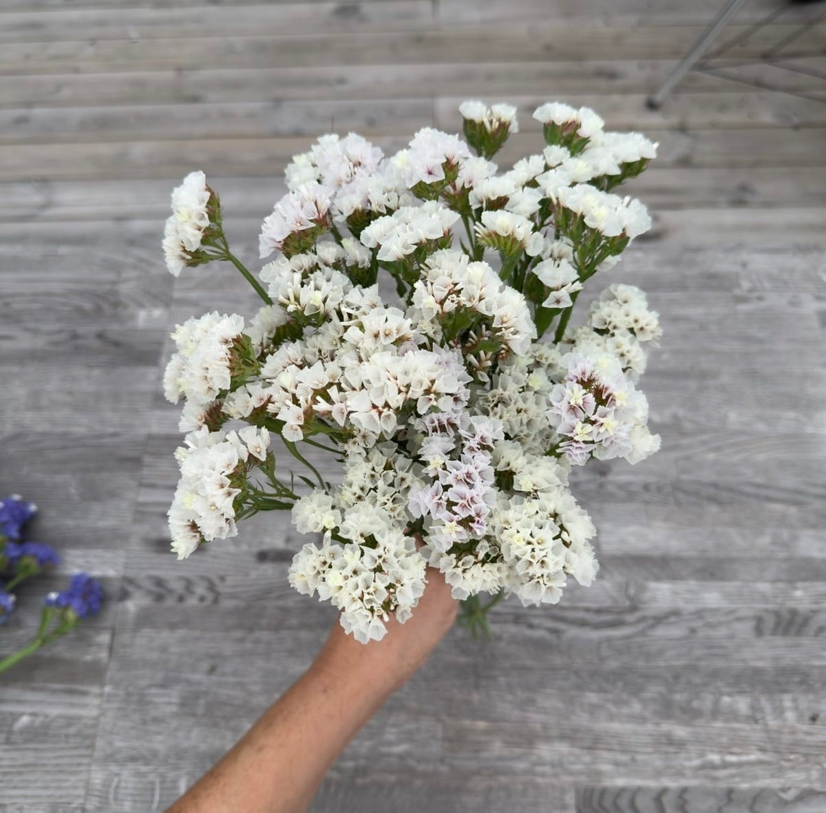 Vita papperslika småblommor i luftiga knippen på vingade stjälkar