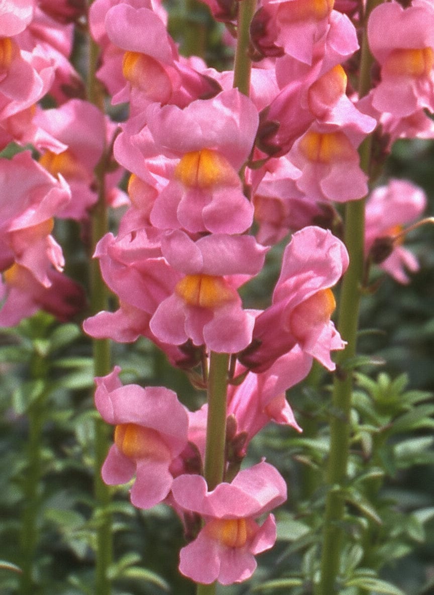 Rocket Rose Shades – lejongap med mjuka rosa toner Palettparadiset