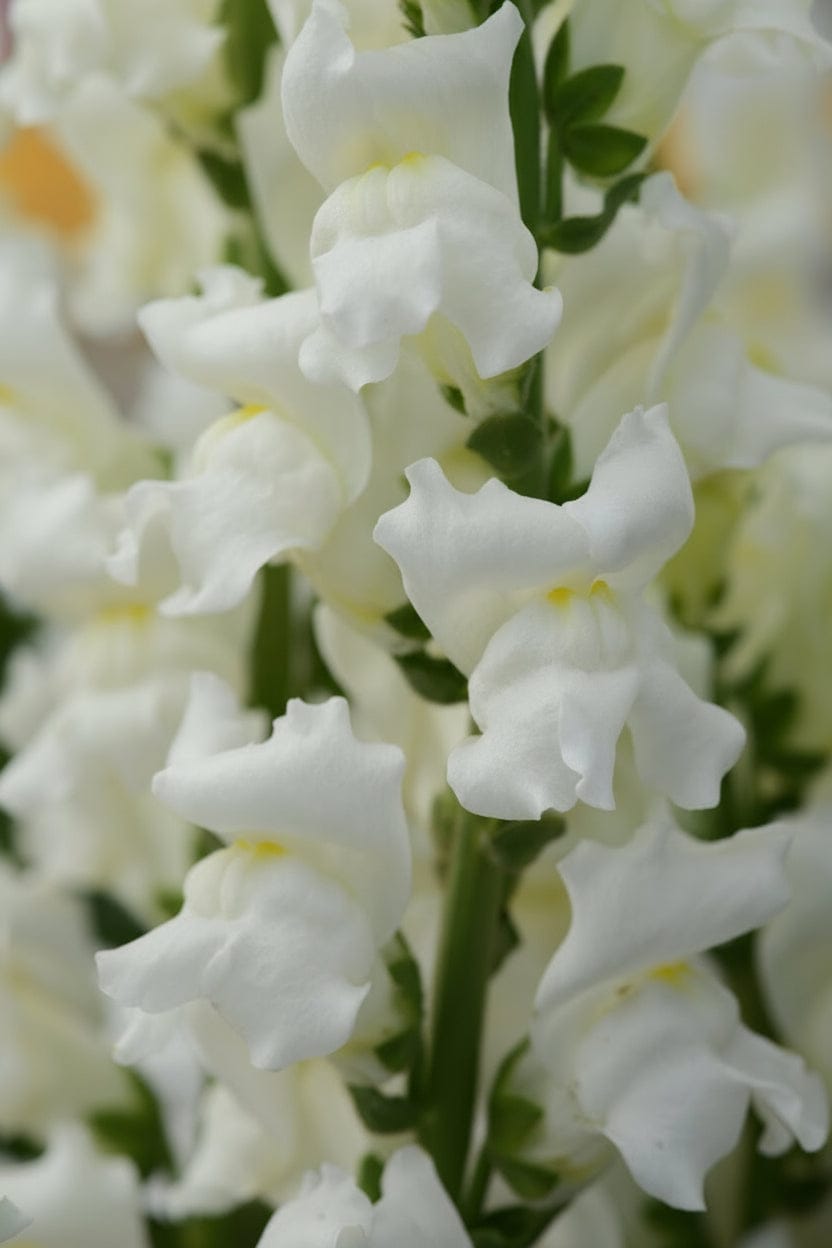 Rocket White – klarvita lejongap med tidig blomning & stadig struktur Palettparadiset