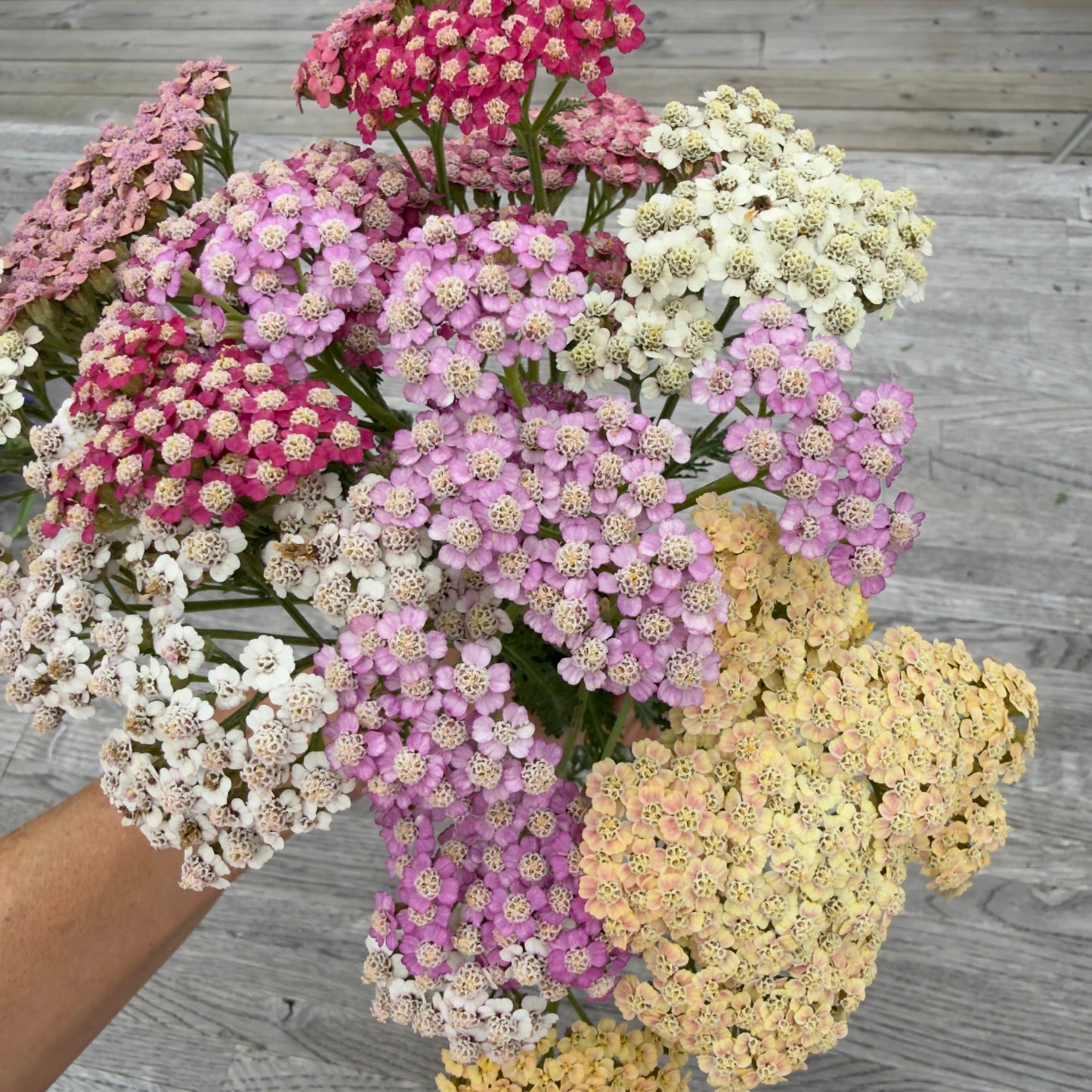 Platta blomflockar i pastellrosa, gult och krämvitt över finflikigt bladverk