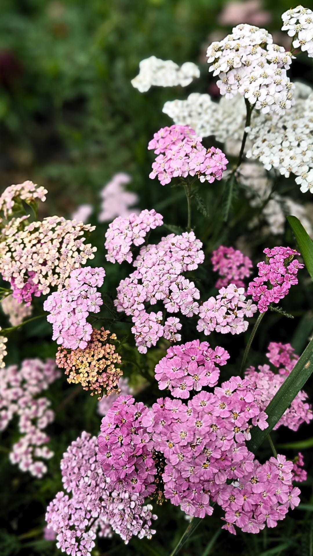 Pastellfärgad röllika i grupp med platta blomskärmar