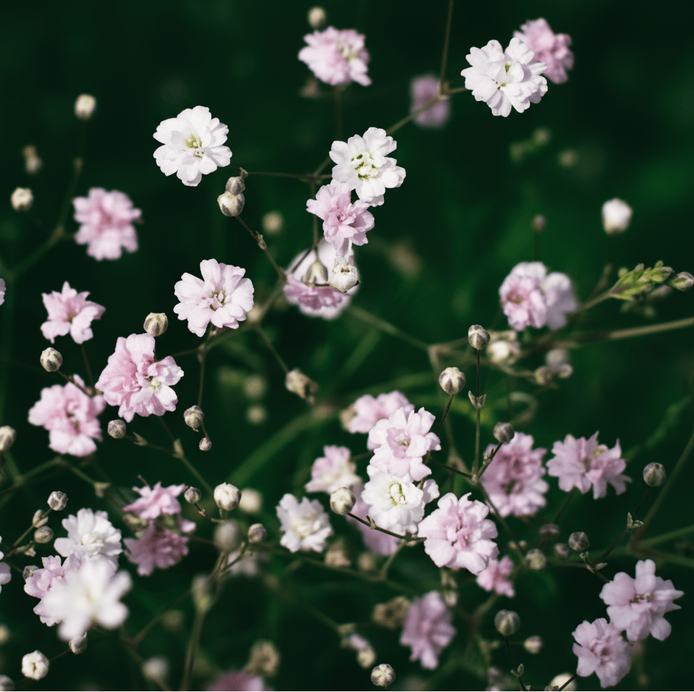 Rosa brudslöja – skira blommor för pastellbuketter & torkning Blomfröer Palettparadiset