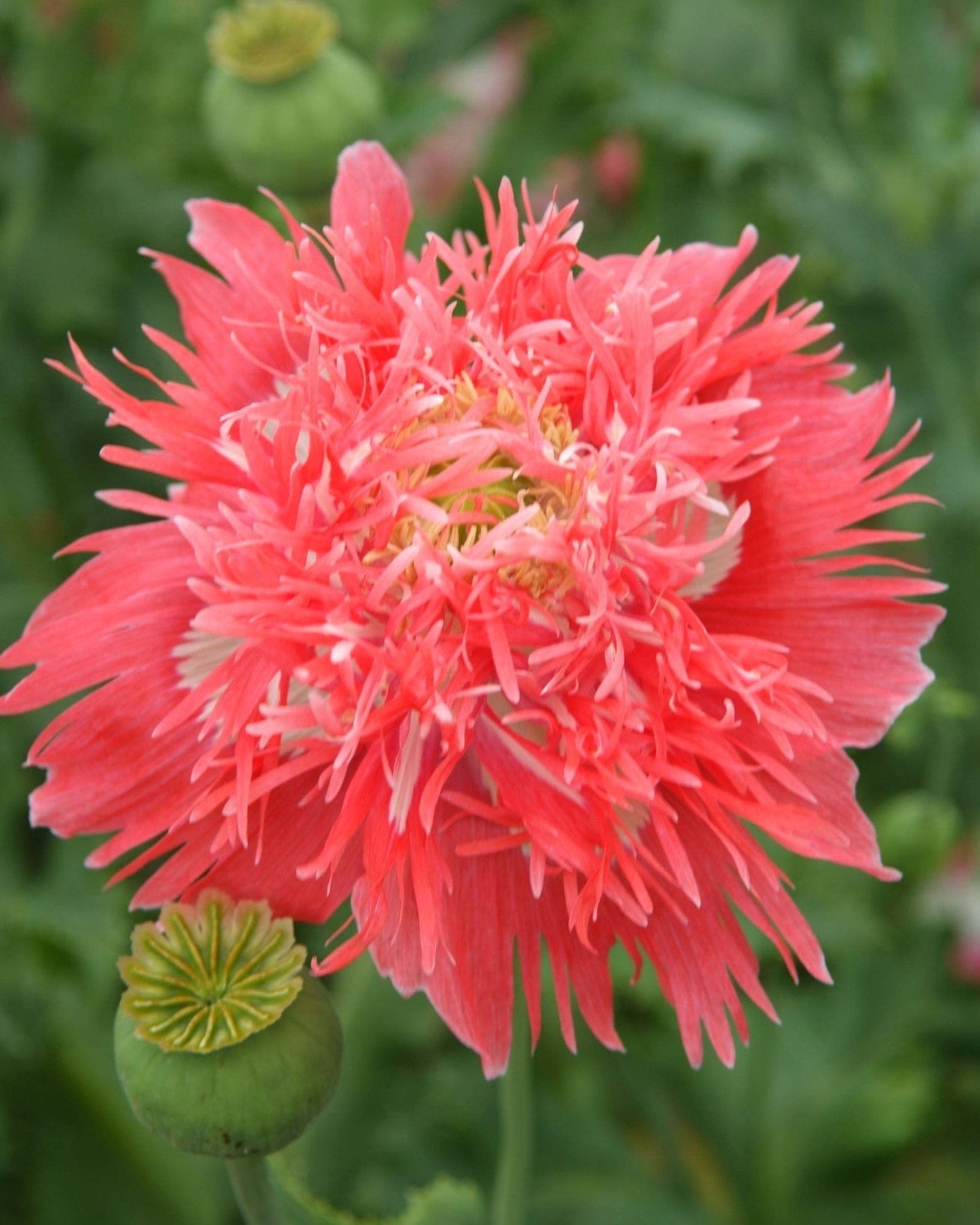 Rose Feathers – korallrosa fjädervallmo Blomfröer Palettparadiset