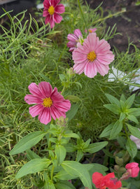 Rosenskära ‘Antiquity’