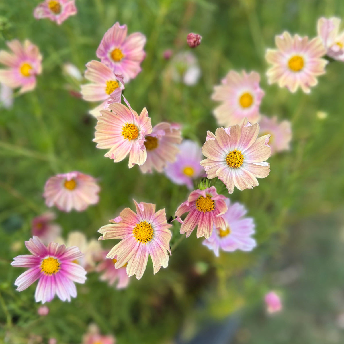 Aprikosrosa blomma med åtta breda kronblad och gul mitt på fjäderlikt bladverk