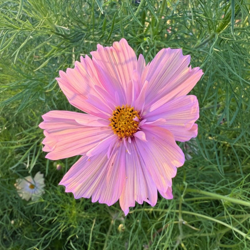 Apricotta-rosenskäror i bukett, mjukt aprikosrosa blommor