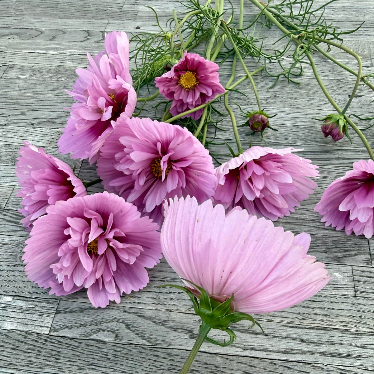 Rosenskära Cupcake Sakura med skålformade blommor