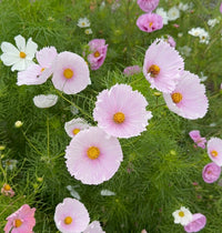 Rosenskära ‘Cupcakes Blush’