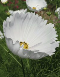 Rosenskära ‘Cupcakes White’ – vit rosenskära med skålformad blomma