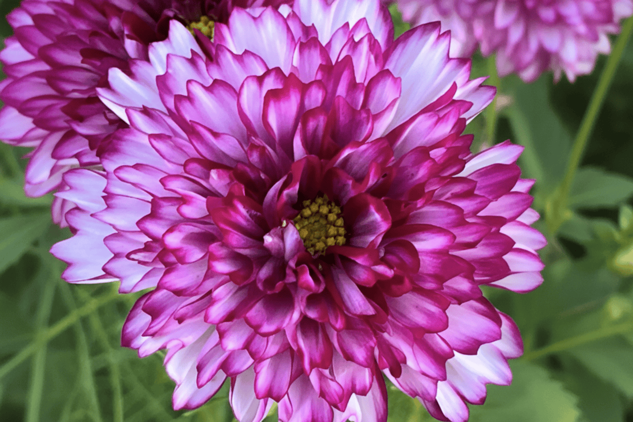 Rosenskära ‘Double Click Bicolour Violet’ – fylld rosenskära i lila och vitt