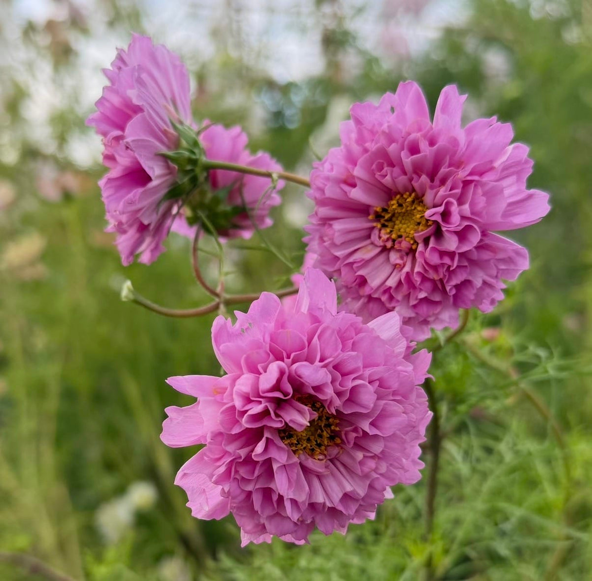 Fyllda rosa rosenskäror på höga stjälkar i sommarrabatt
