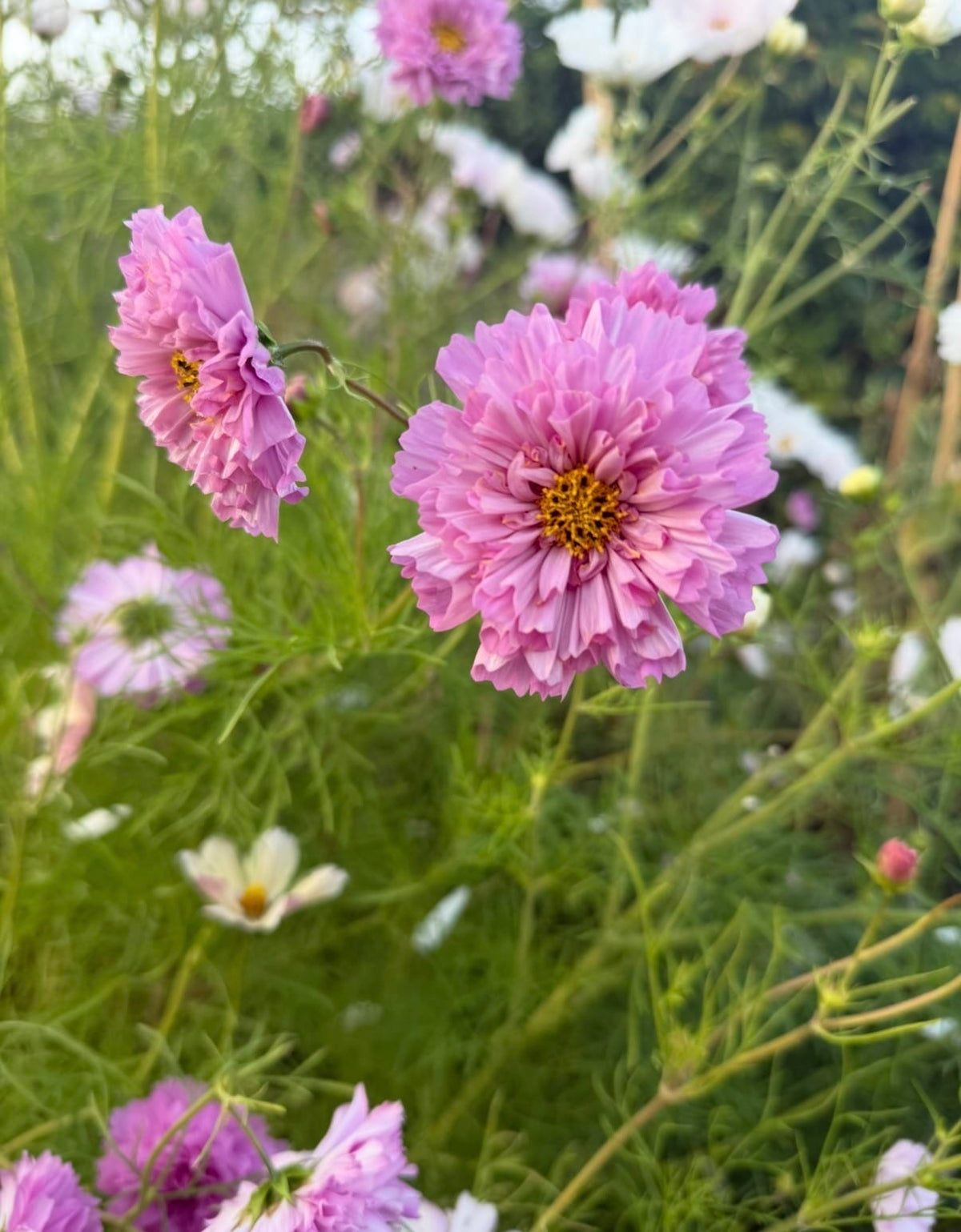 Double Dutch Rose i närbild, varm rosa fylld blomma med tätt lagda kronblad
