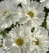 Rosenskära ‘Fizzy White’ – vit rosenskära med halvfylld blomform
