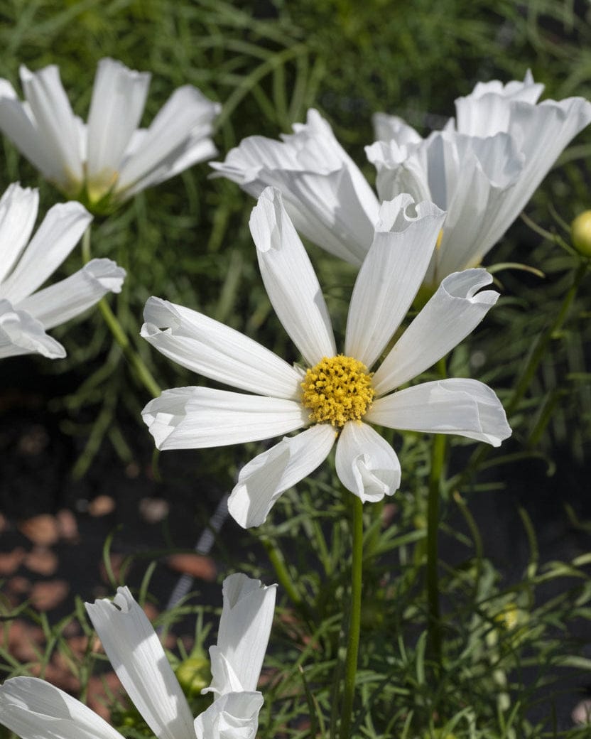 Rosenskära Pinwheel White – stjärnformade kronblad i klara vita toner Palettparadiset