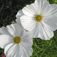 Rosenskära ‘Purity White’ – klassiskt vit elegans för ljusa planteringar