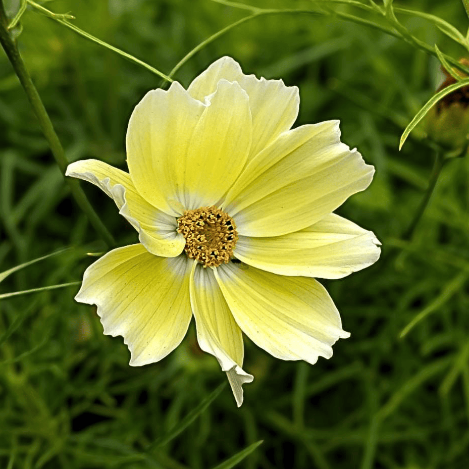 Krämgula Xanthos-rosenskäror i bukett på smala stjälkar