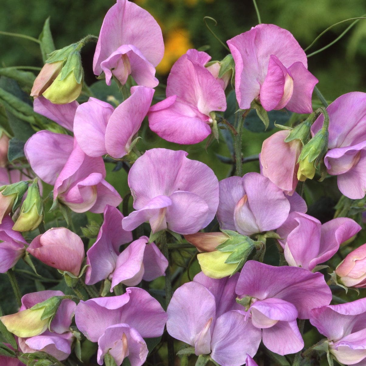 Royal Lavender – Luktärt i kungligt lavendelblå nyans Palettparadiset