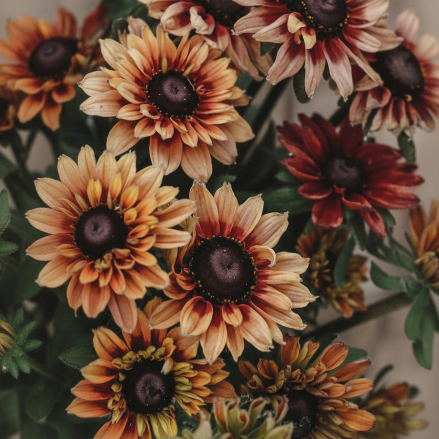 Sommarrudbeckia Sahara i karamell- och bronstoner