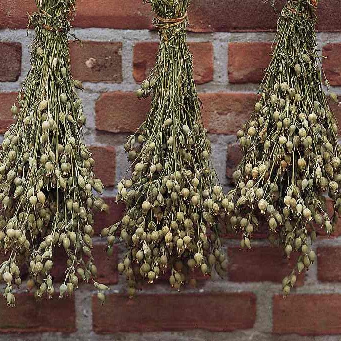 Sandglim ‘Balletje’ – skir rosa blomma med unika runda frökapslar Palettparadiset