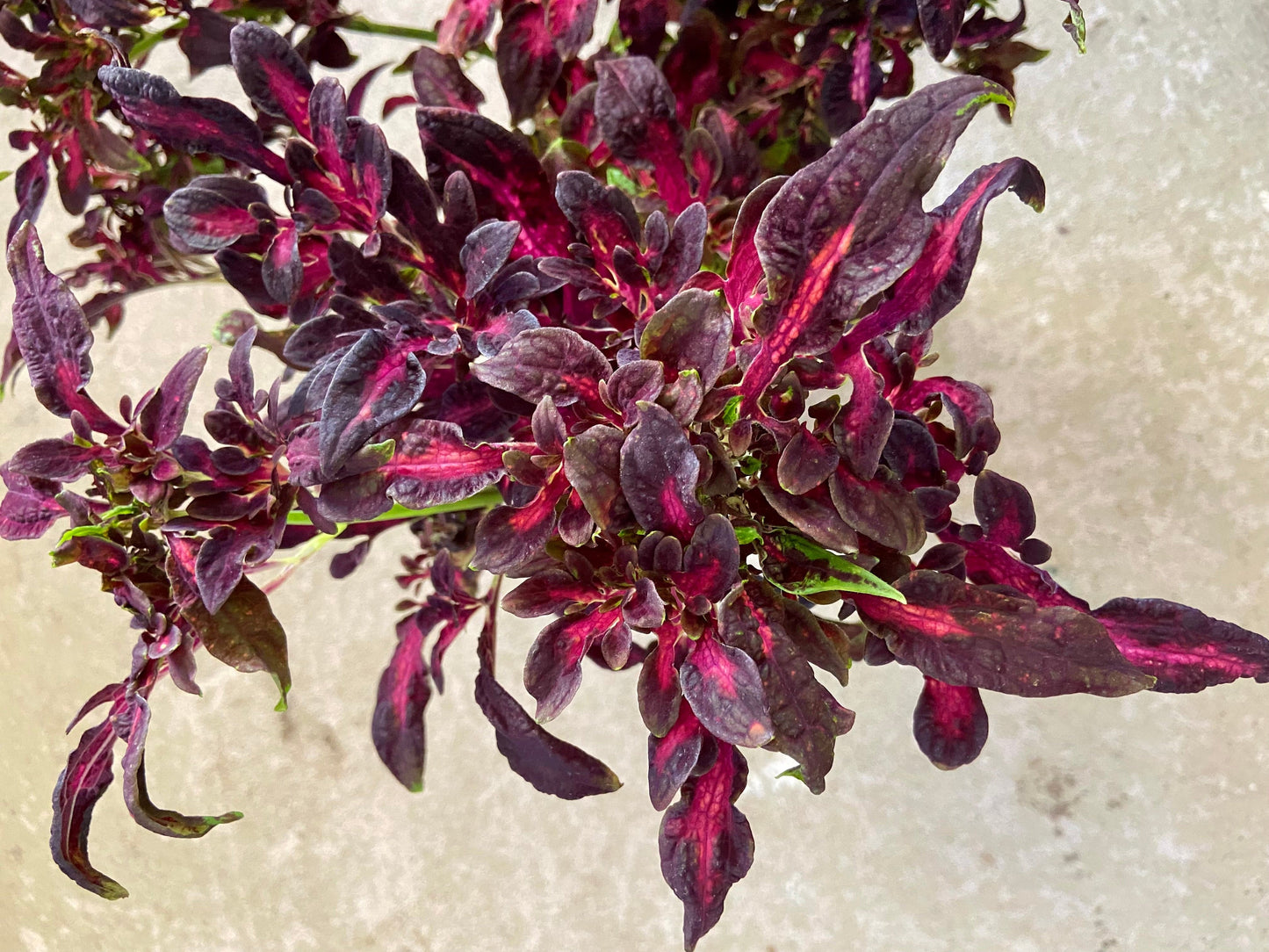 Seaweed Red – palettblad med små röda blad