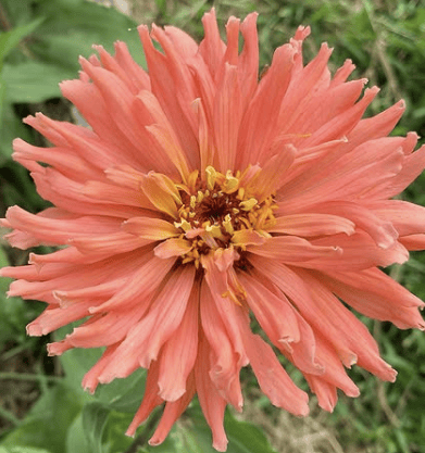 Señorita Pink Art – Romantisk zinnia med konstnärlig charm Palettparadiset