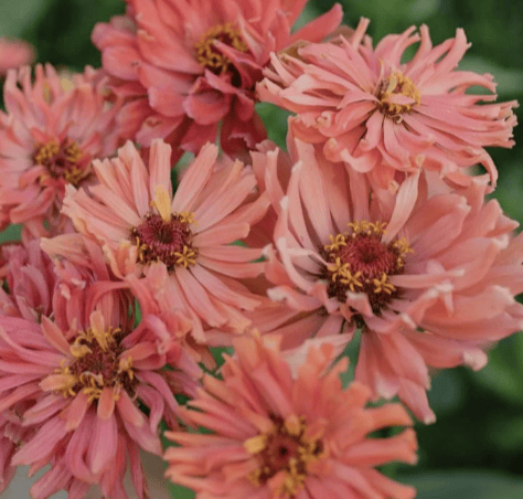 Señorita Pink Art – Romantisk zinnia med konstnärlig charm Palettparadiset