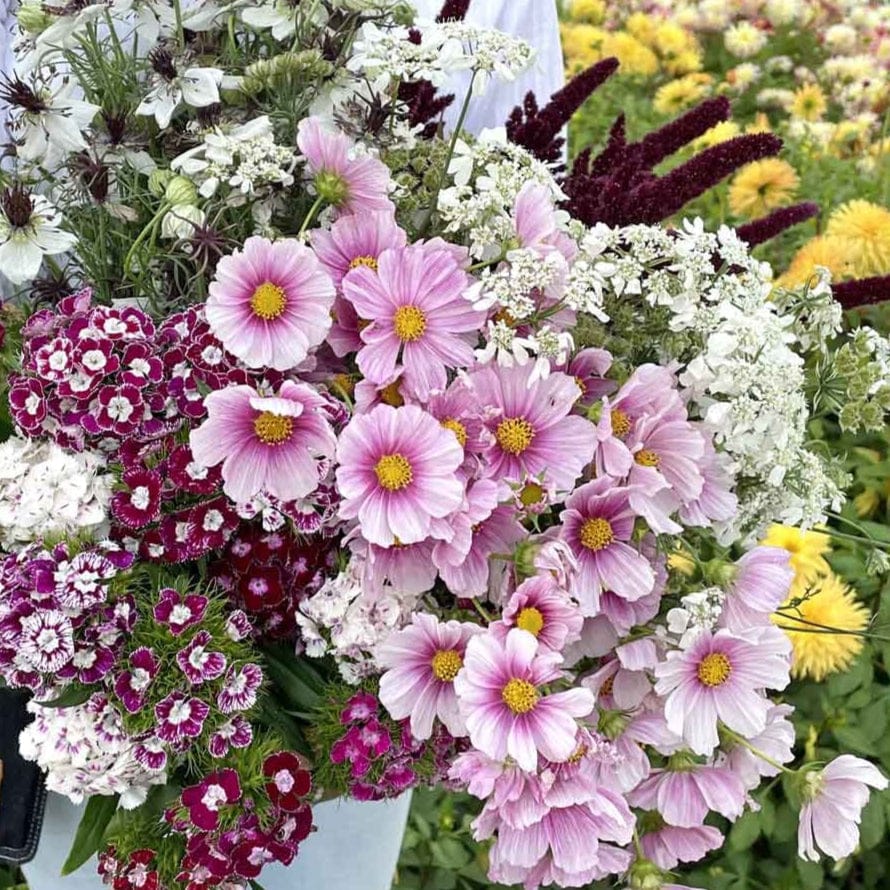 Sensation Day Dream - Rosenskära Palettparadiset