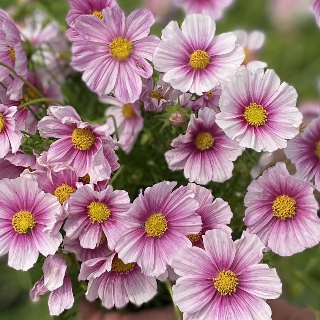 Sensation Day Dream - Rosenskära Palettparadiset