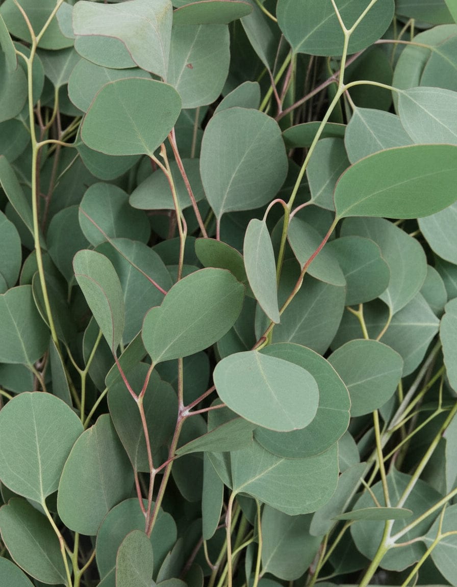 Silver Dollar – Eukalyptus med rundbladig silvergrön glans Palettparadiset