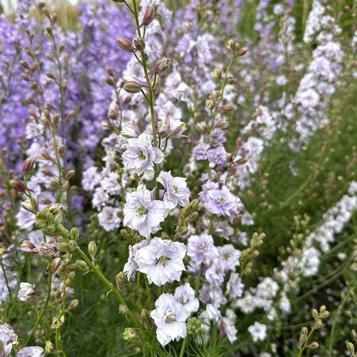 Smokey Eyes – Riddarsporre i dimgrå och lavendelblå toner Palettparadiset