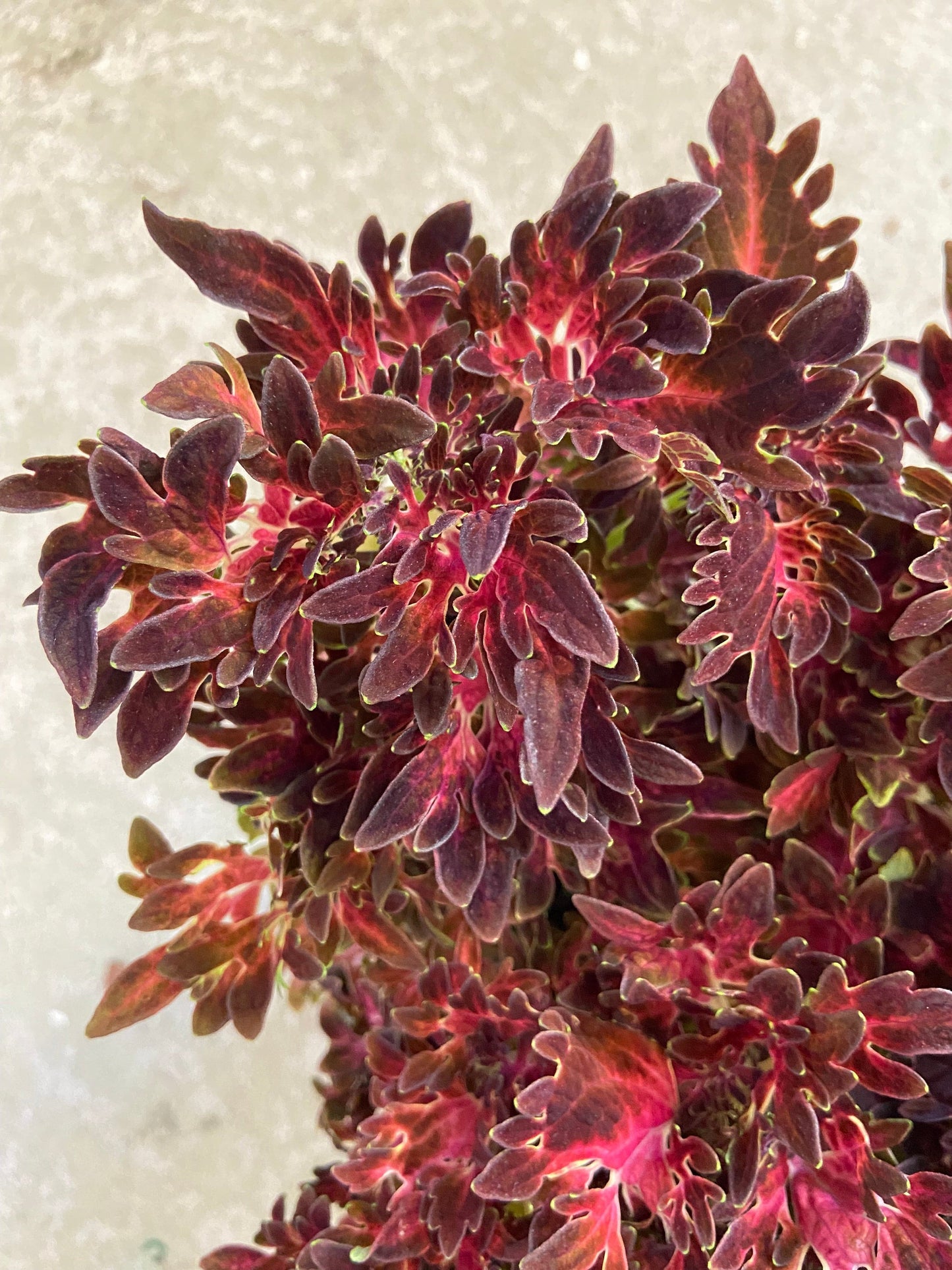 Smokey Rose – palettblad med kompakt växtform