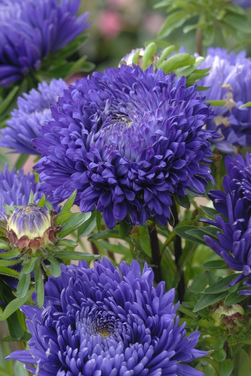 Sommaraster ‘King Size Mellanblå’ – klarblå storblommig snittaster Palettparadiset