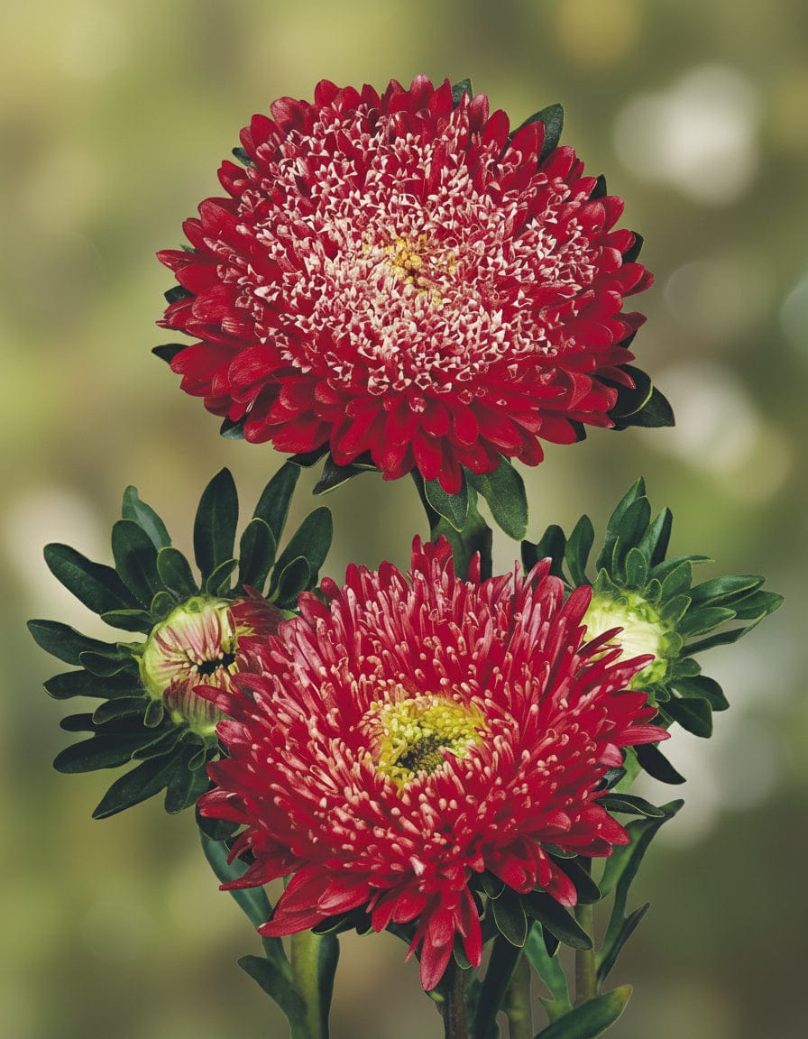 Sommaraster ‘Matador Fiery Red’ – intensiv röd med definierad form Blomfröer Palettparadiset