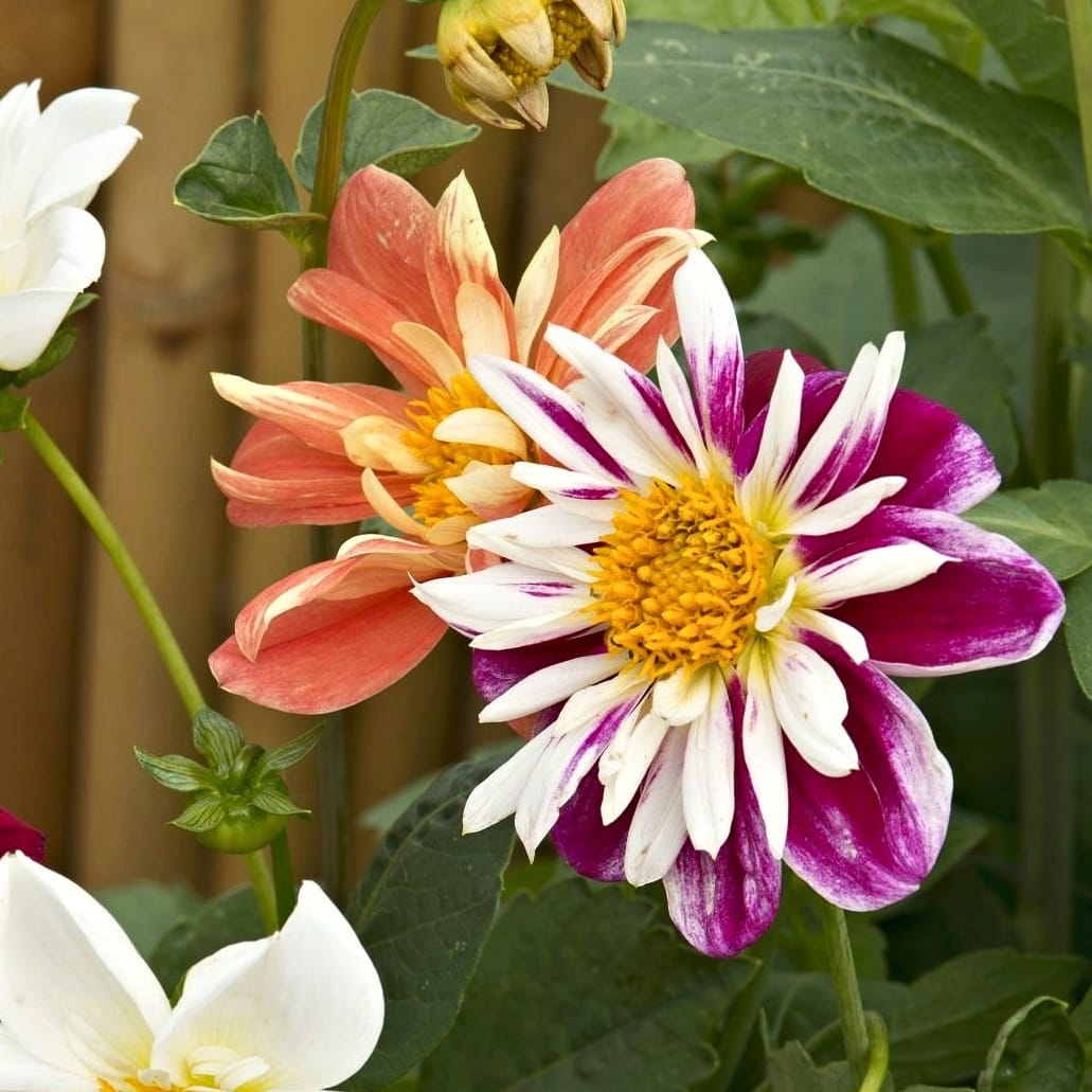 Sommardahlia 'Dandy Improved Mix' – tvåfärgade dahliablommor med gul mitt, frön för sommarrabatt