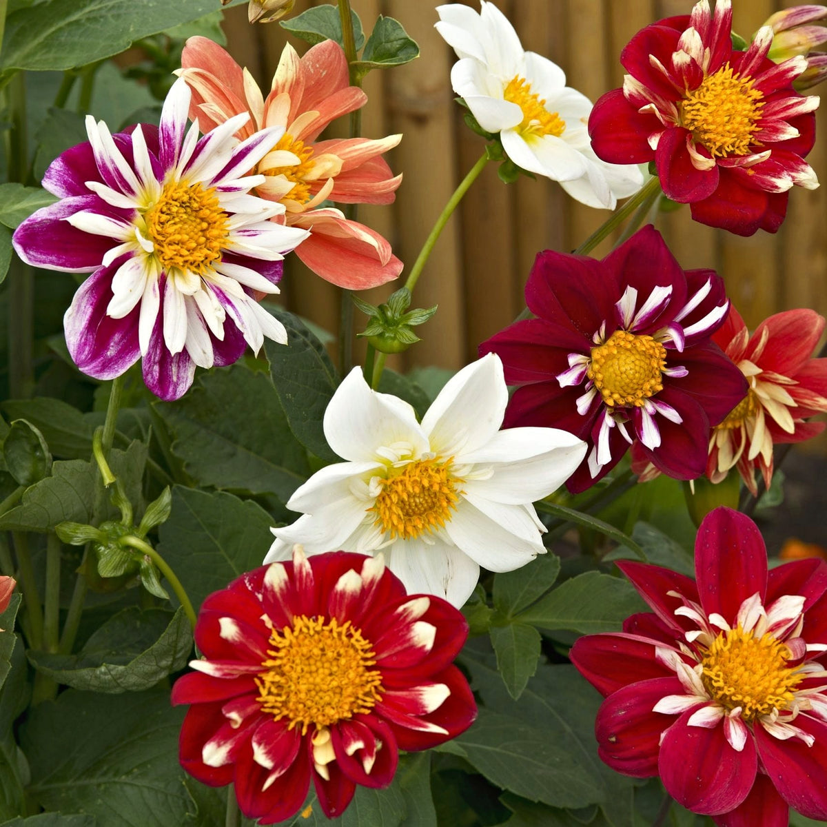 Sommardahlia 'Dandy Improved Mix' – halskråsdahlior i rött, vitt, lila och korall med gul mitt