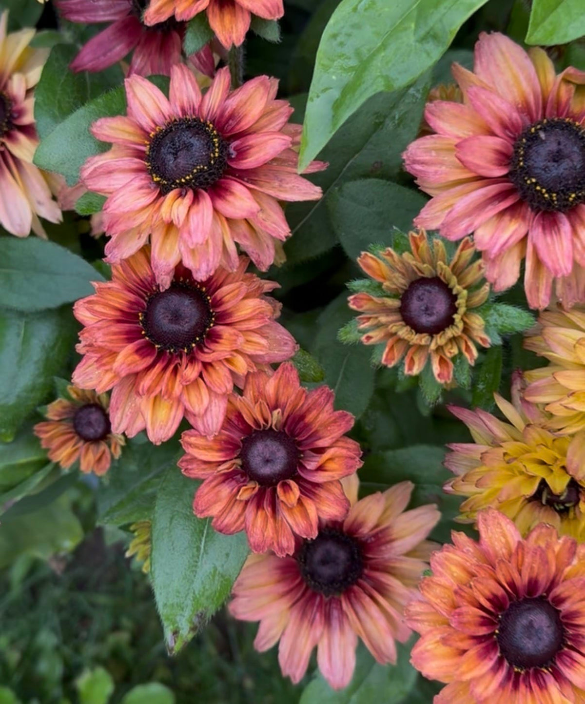 Sahara-rudbeckior i bukett med mörk mitt och fyllda kronblad