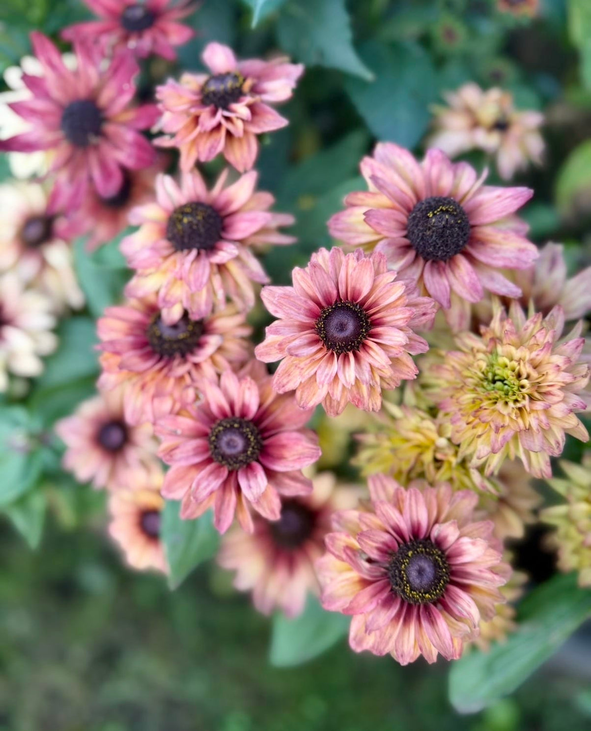 Sommarrudbeckia Sahara med blommor i karamell, rosa och brons