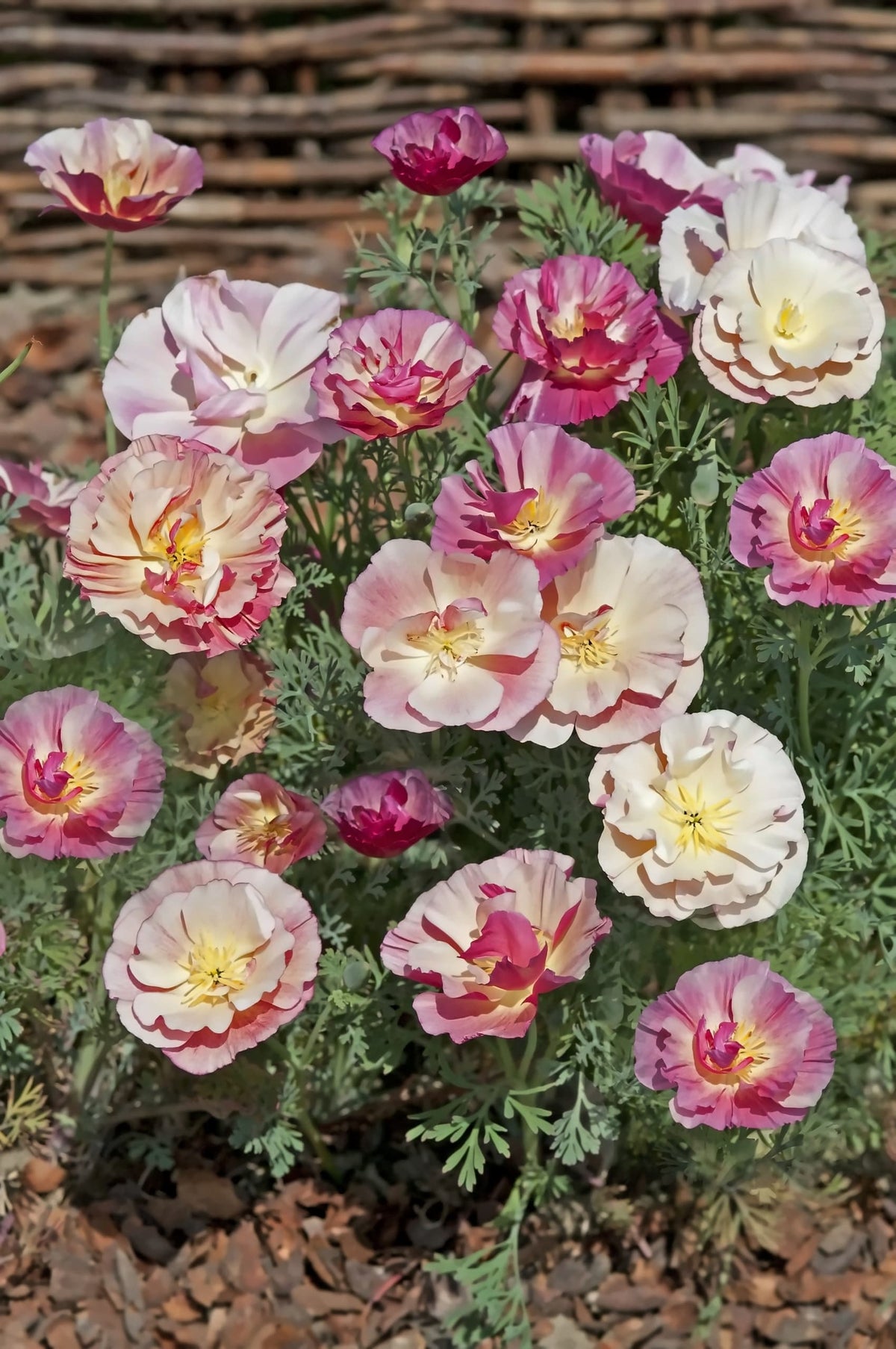 Sömntuta ‘Thai Silk Appleblossom Chiffon’ – halvfyllda, rufsiga blommor i krämvitt och ljusrosa