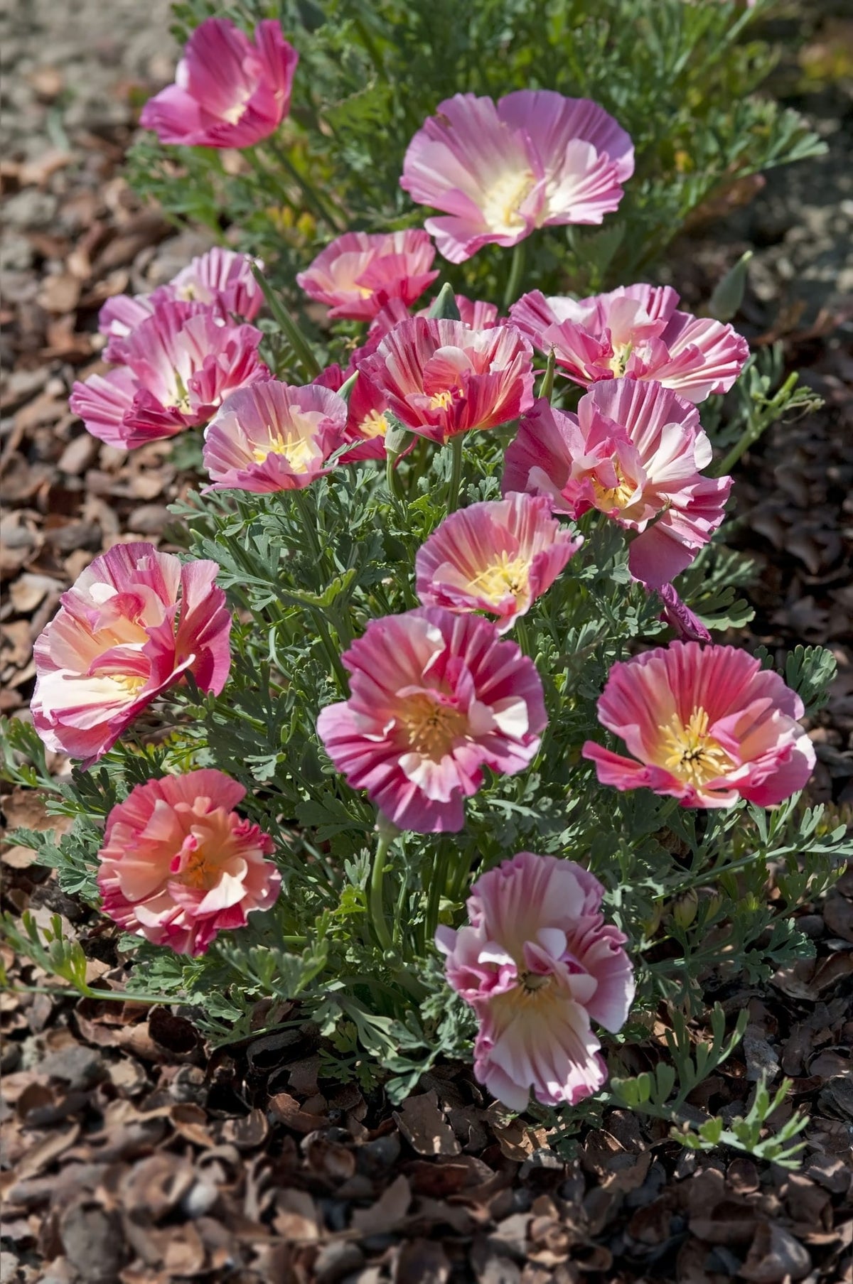 Sömntuta ‘Thai Silk Rose Chiffon’ – halvfyllda, veckade blommor i rosenrosa på krämvit botten
